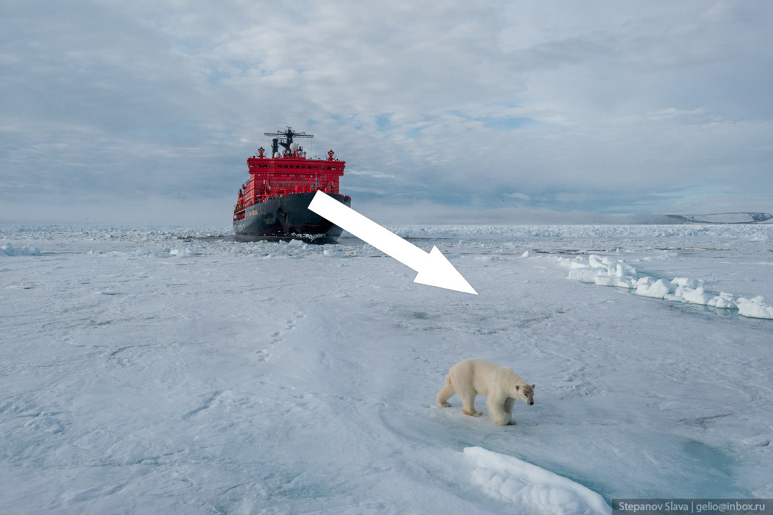 Ледяные горизонты: круизы на ледоколах в Арктике
