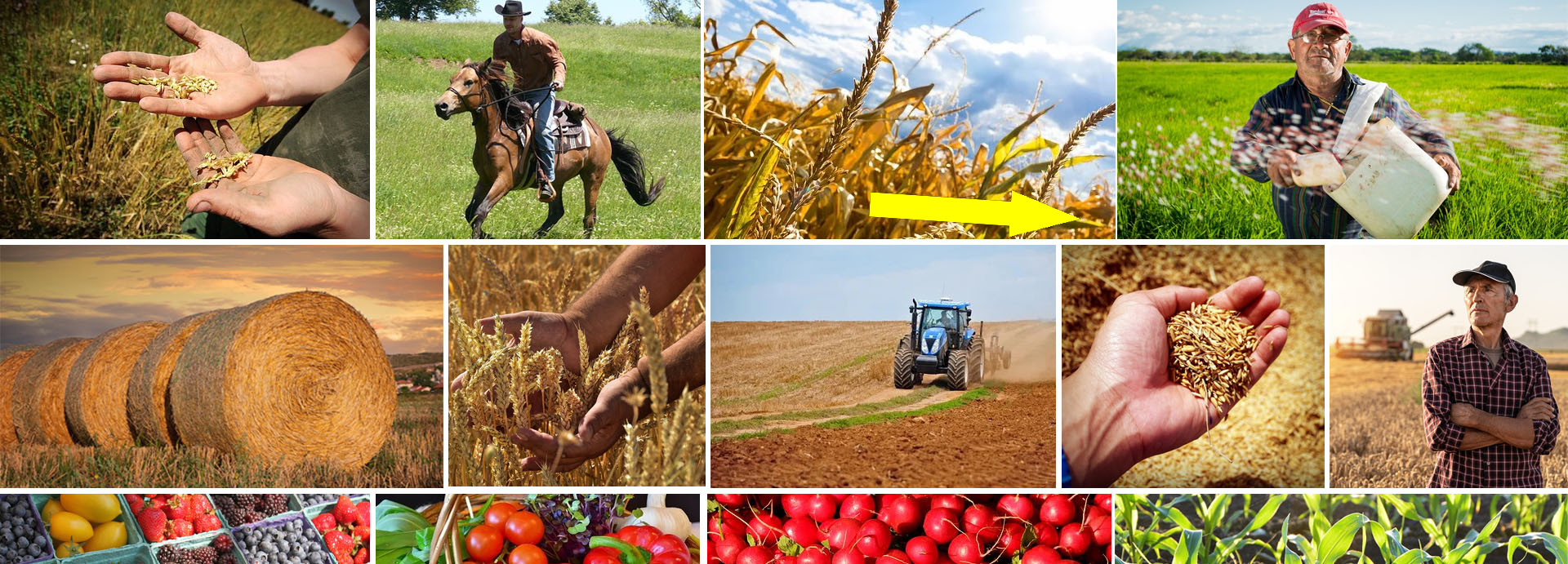 Артели: маленькие чудеса в сельском хозяйстве