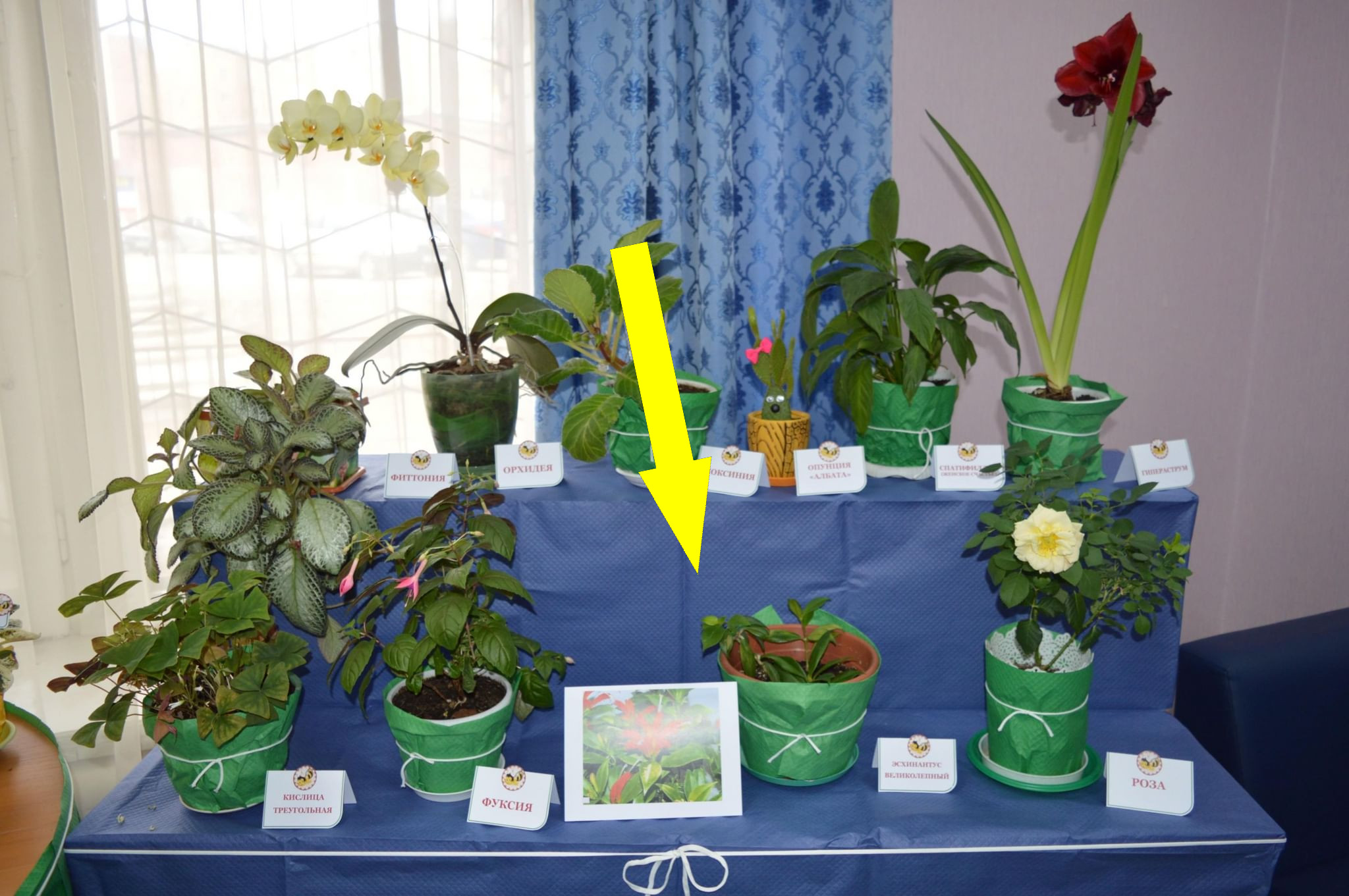 Мир выставок и тематических дней