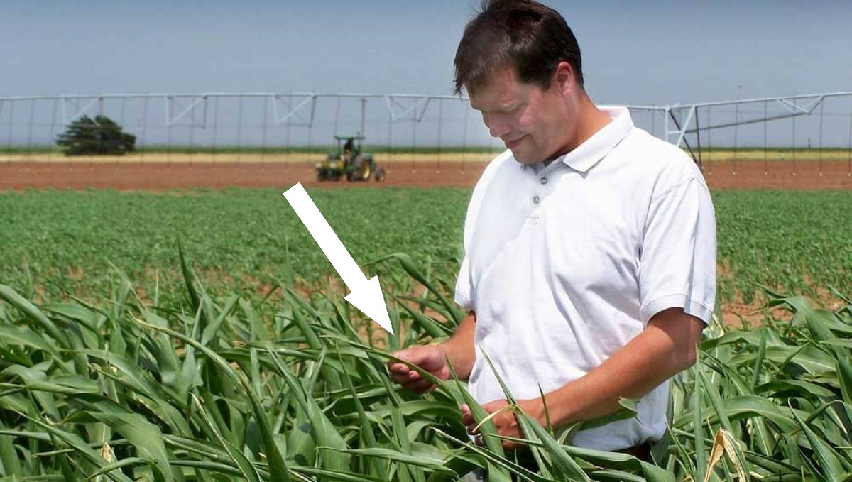 Агрономы-энтузиасты: Меняя облик сельского хозяйства