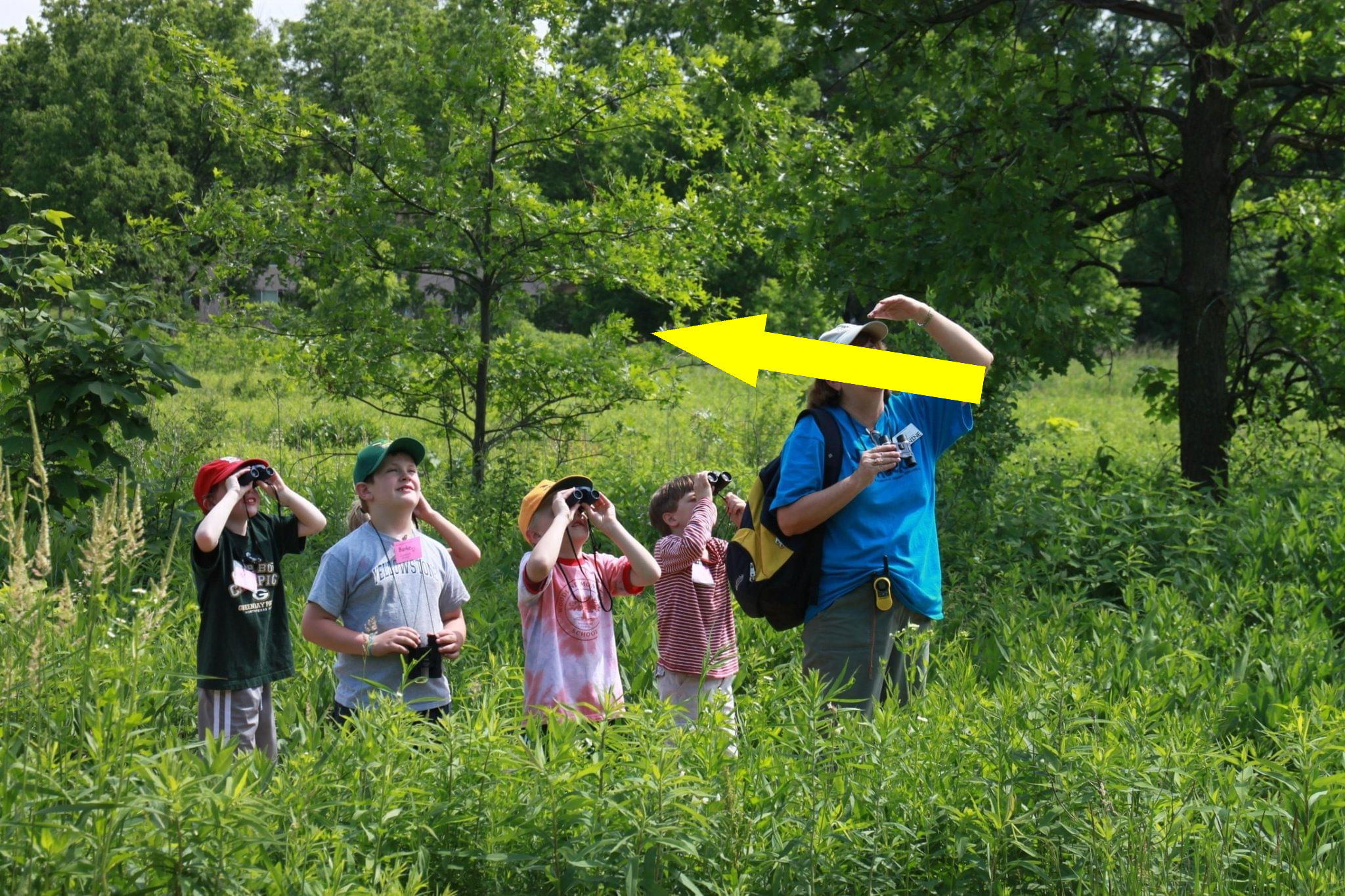 Естественнонаучные кружки: от наблюдений за птицами до защиты городских парков