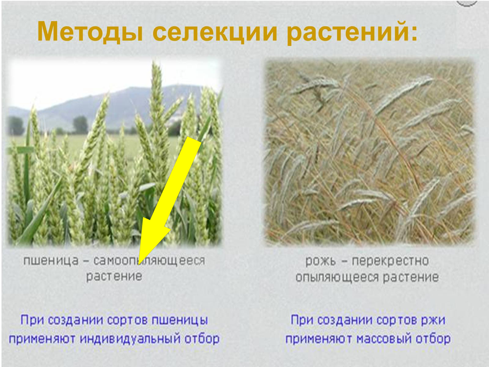 Селекция с душой: как создавались новые сорта пшеницы, риса и картофеля