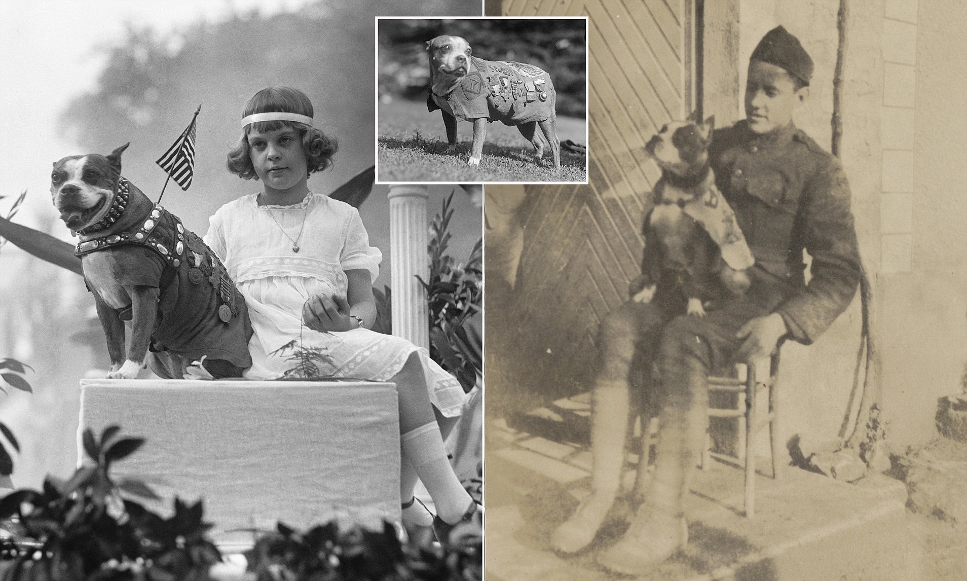 Четвероногие герои: как собаки изменили ход войны