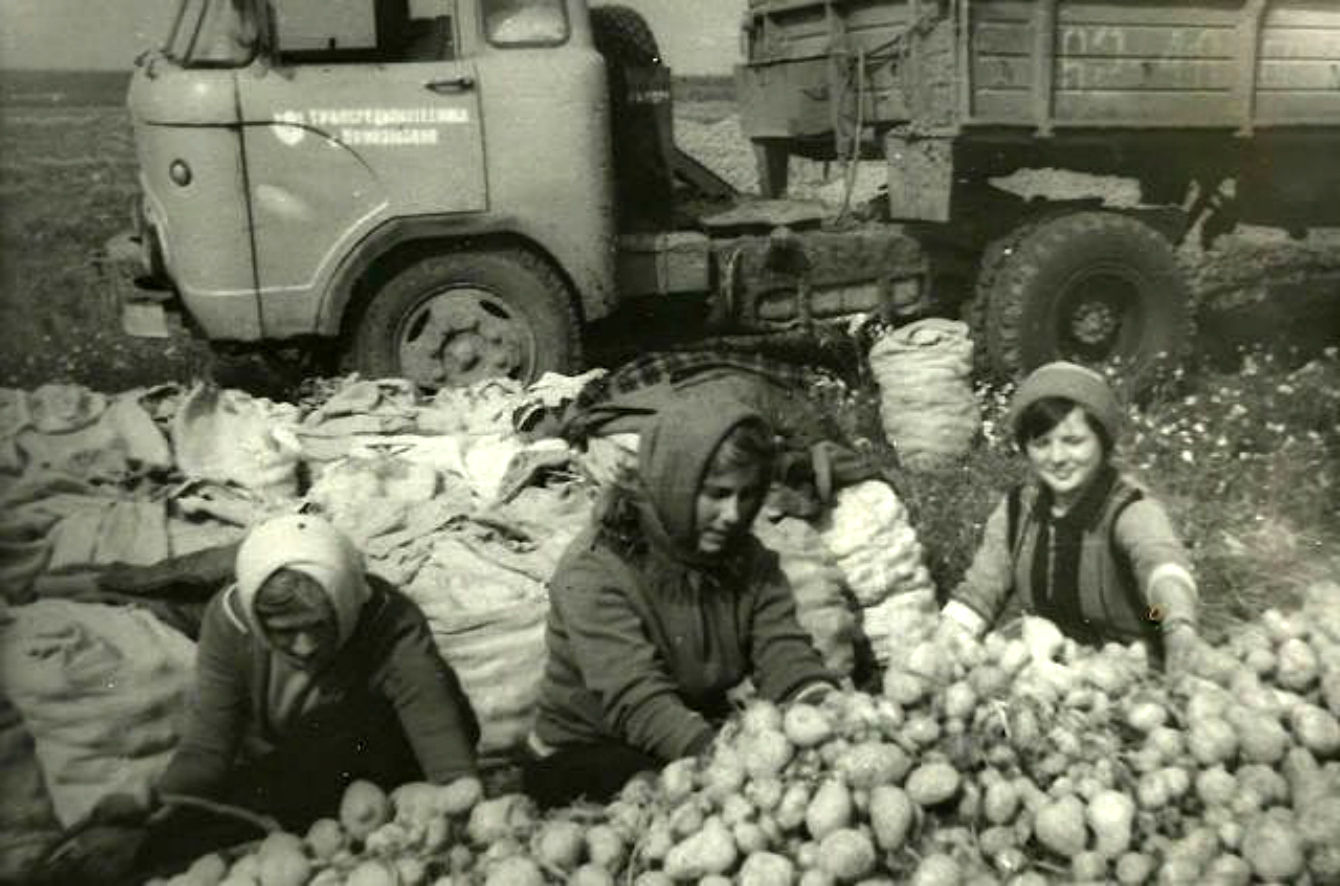 Тайны романтики поездок «на картошку»