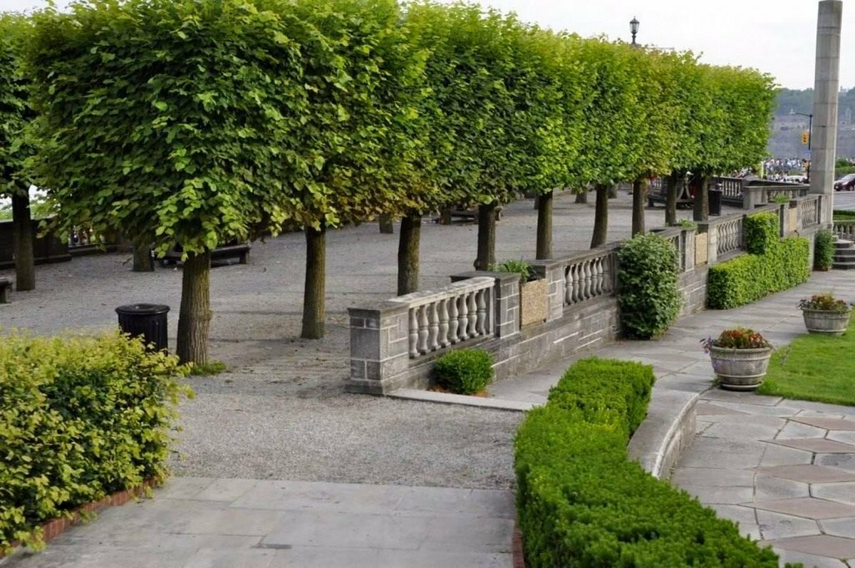 Каштан из Парижа: как мечта превратилась в реальность во Владивостоке