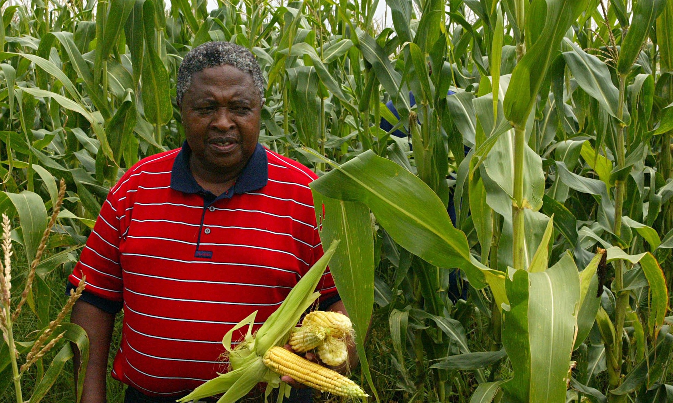 Кукуруза: Как Хрущев мечтал о золотых полях и чем это обернулось