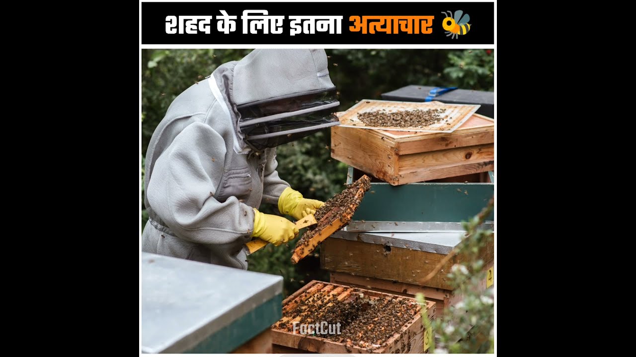 Загадка медосбора: как колхозы меняли правила игры в пчеловодстве