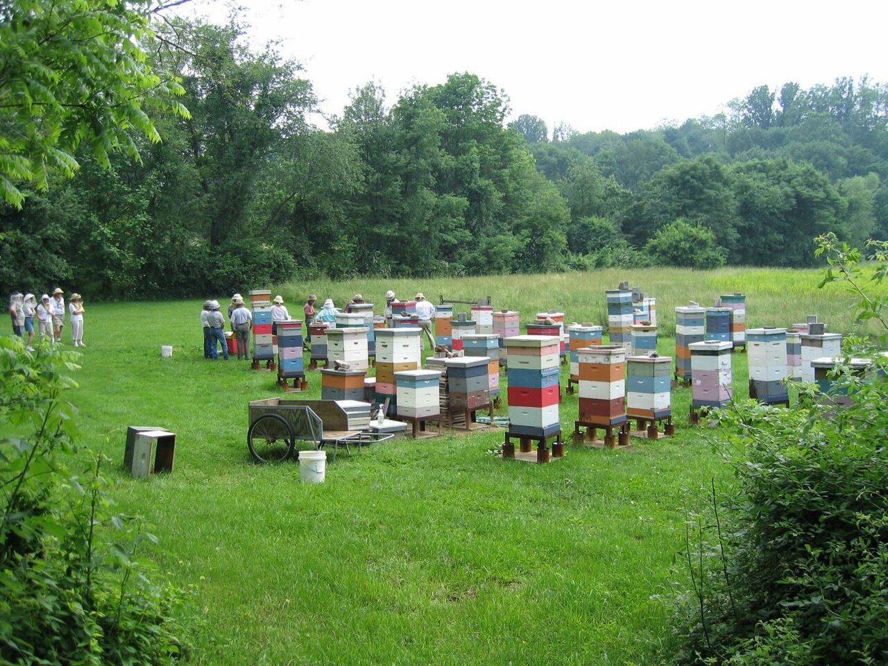 Как на советских пасеках собирали мед: секреты успеха и удивительные факты