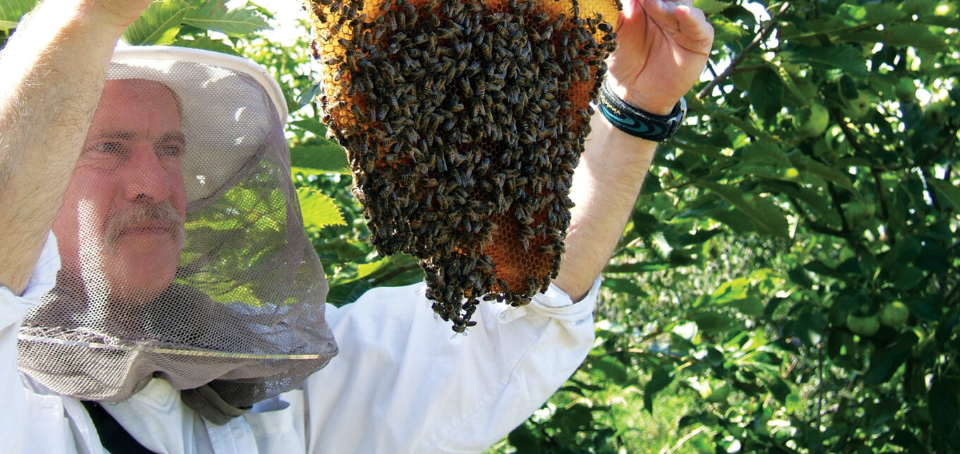 Как пчелы изменили Советский Союз и что мы можем у них узнать?