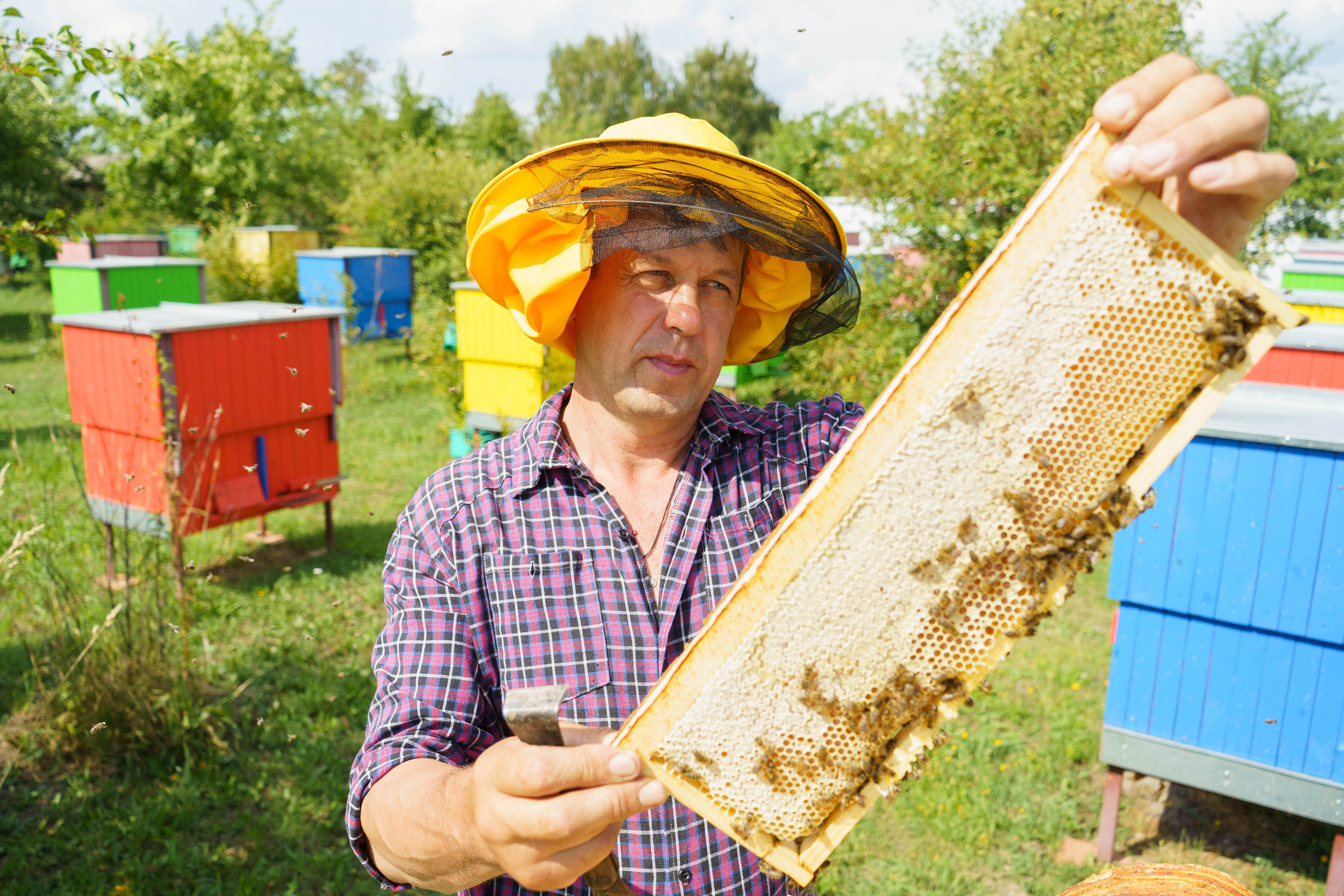 Тайны сладкого сборища: Как мед собирали на советских пасеках