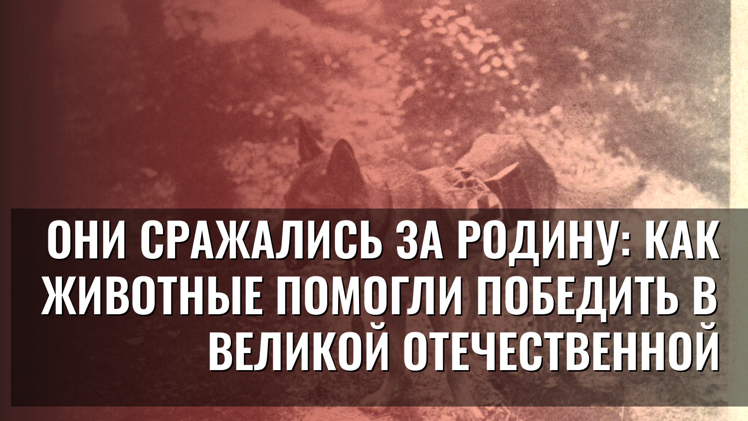 Они сражались за Родину: как животные помогли победить в Великой Отечественной