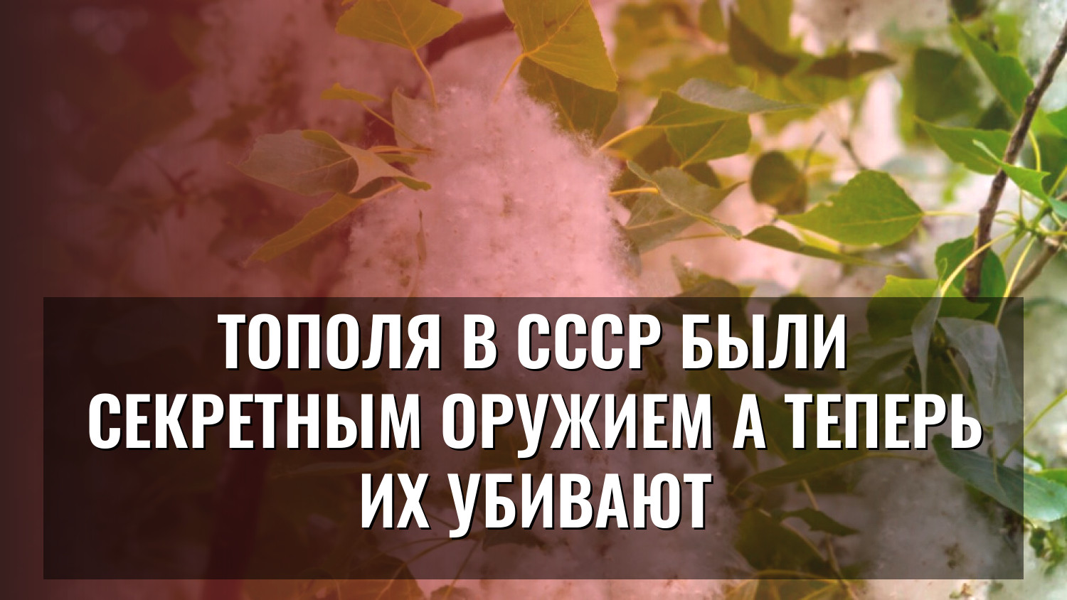 Тополя в СССР были секретным оружием а теперь их убивают