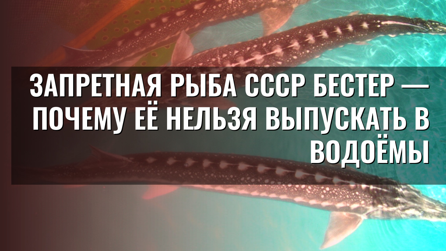 Запретная рыба СССР Бестер — почему её нельзя выпускать в водоёмы