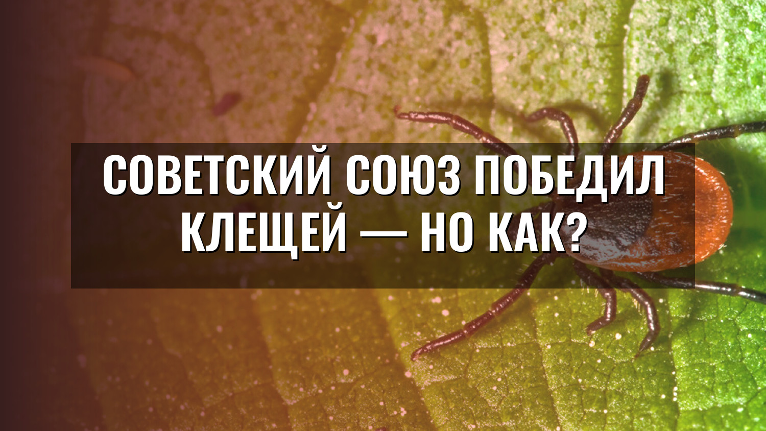 Советский Союз победил клещей — но как?