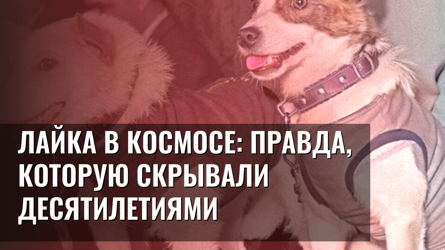 Лайка в космосе: правда, которую скрывали десятилетиями